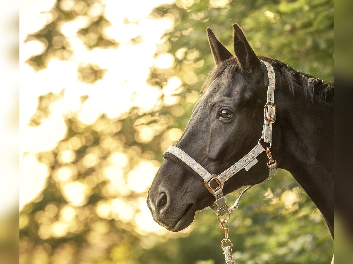 German Sport Horse Mare 14 years 15,2 hh Smoky-Black in Limbach-Oberfrohna