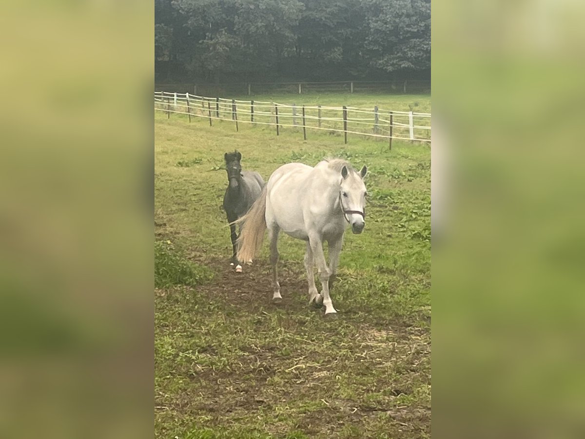 German Sport Horse Mare 14 years 16,1 hh Gray in Nordhorn