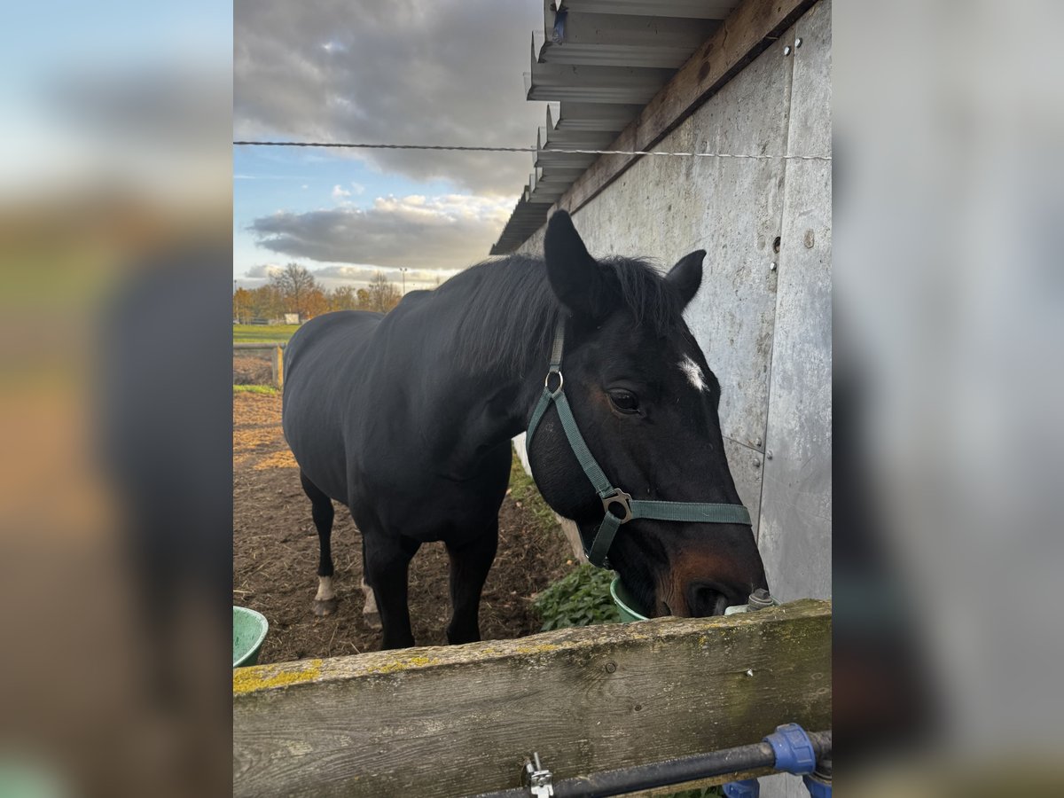 German Sport Horse Mare 14 years 16,2 hh Bay-Dark in Angern