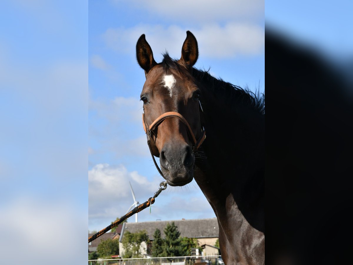 German Sport Horse Mare 15 years 16,1 hh Bay-Dark in Kalbe (Milde)