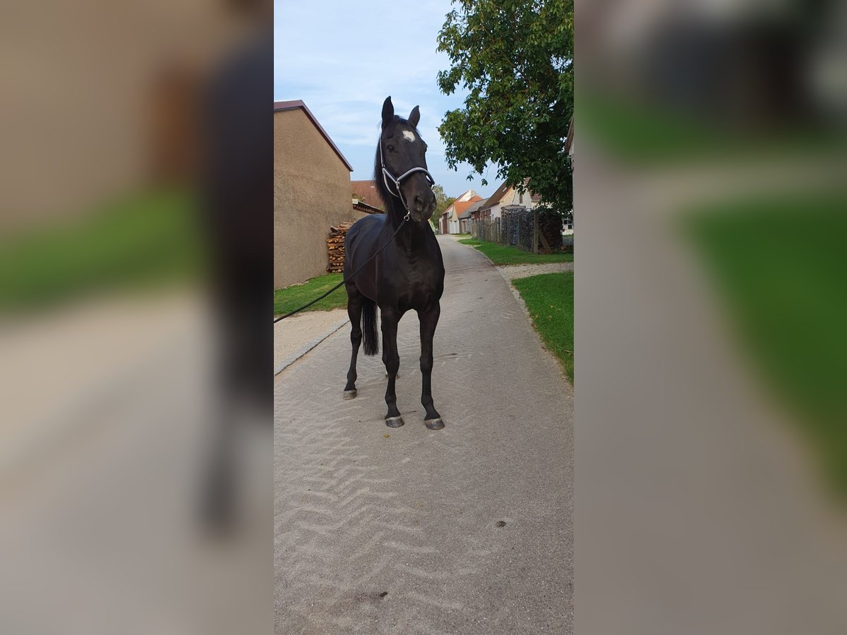 German Sport Horse Mare 15 years 16,2 hh Bay-Dark in Munningen