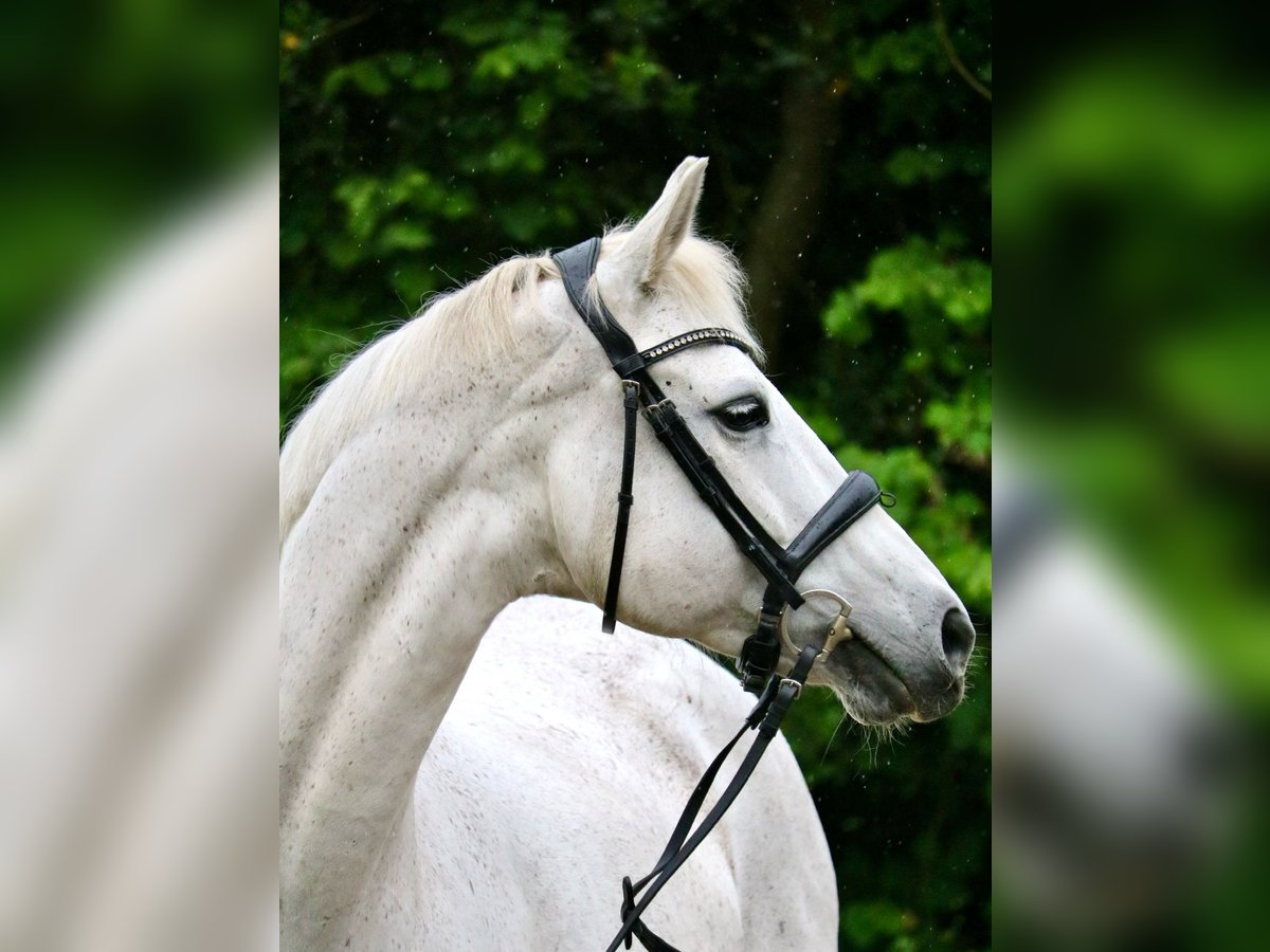 German Sport Horse Mare 15 years 16,2 hh Gray-Fleabitten in Glandorf