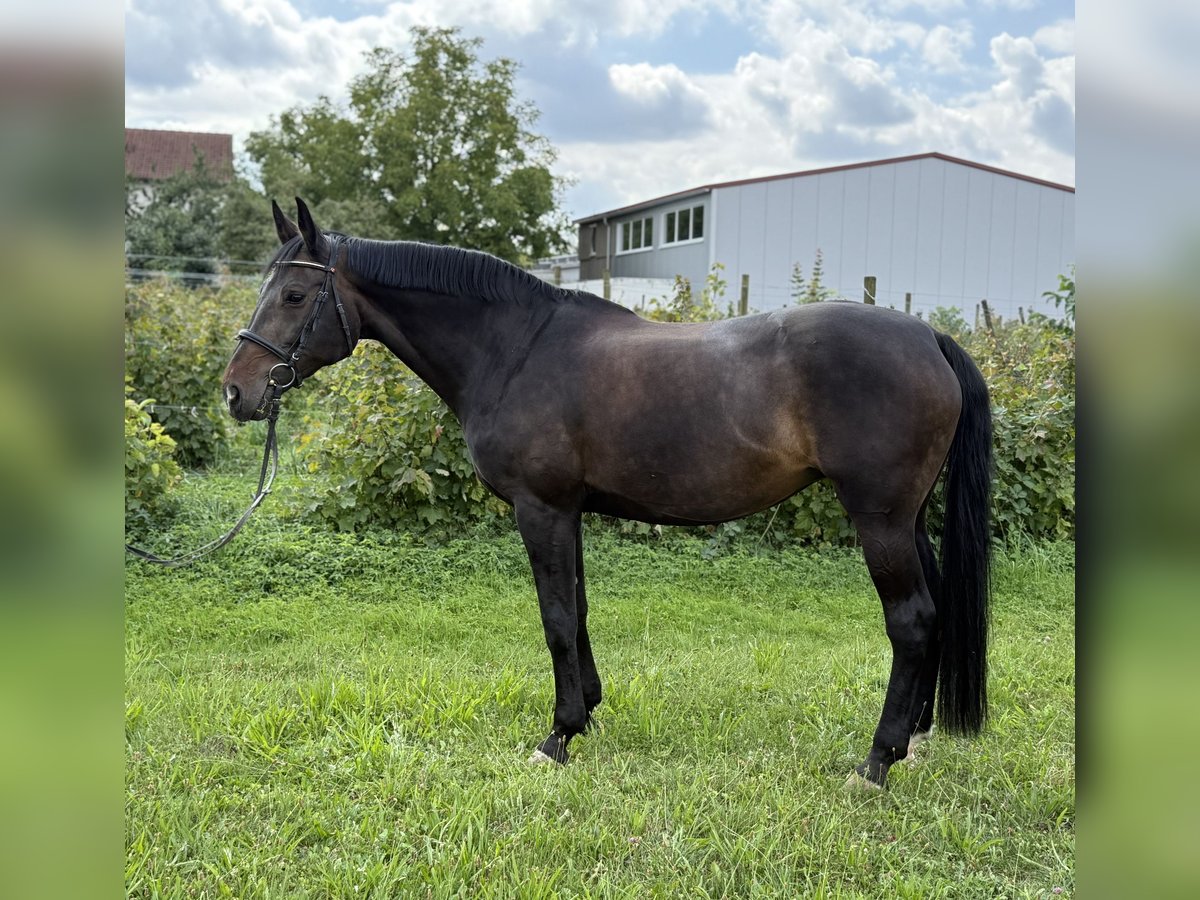 German Sport Horse Mare 15 years 16,1 hh Bay-Dark in Marbach am Neckar