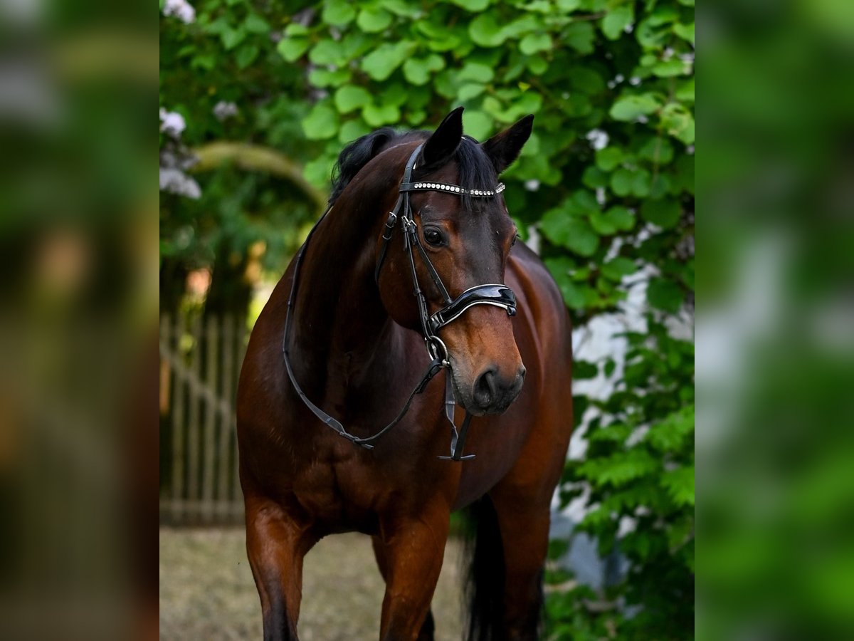 German Sport Horse Mare 15 years 16,1 hh Brown in Bad Orb German Sport Horse Mare 15 years 16,1 hh Brown in Bad Orb