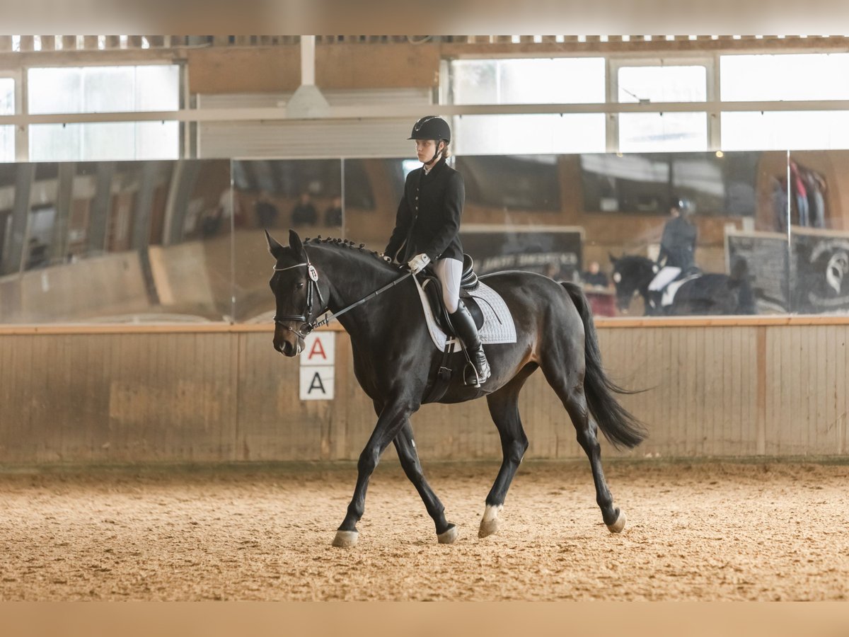 German Sport Horse Mare 15 years 16,1 hh Brown in Marbach am Neckar