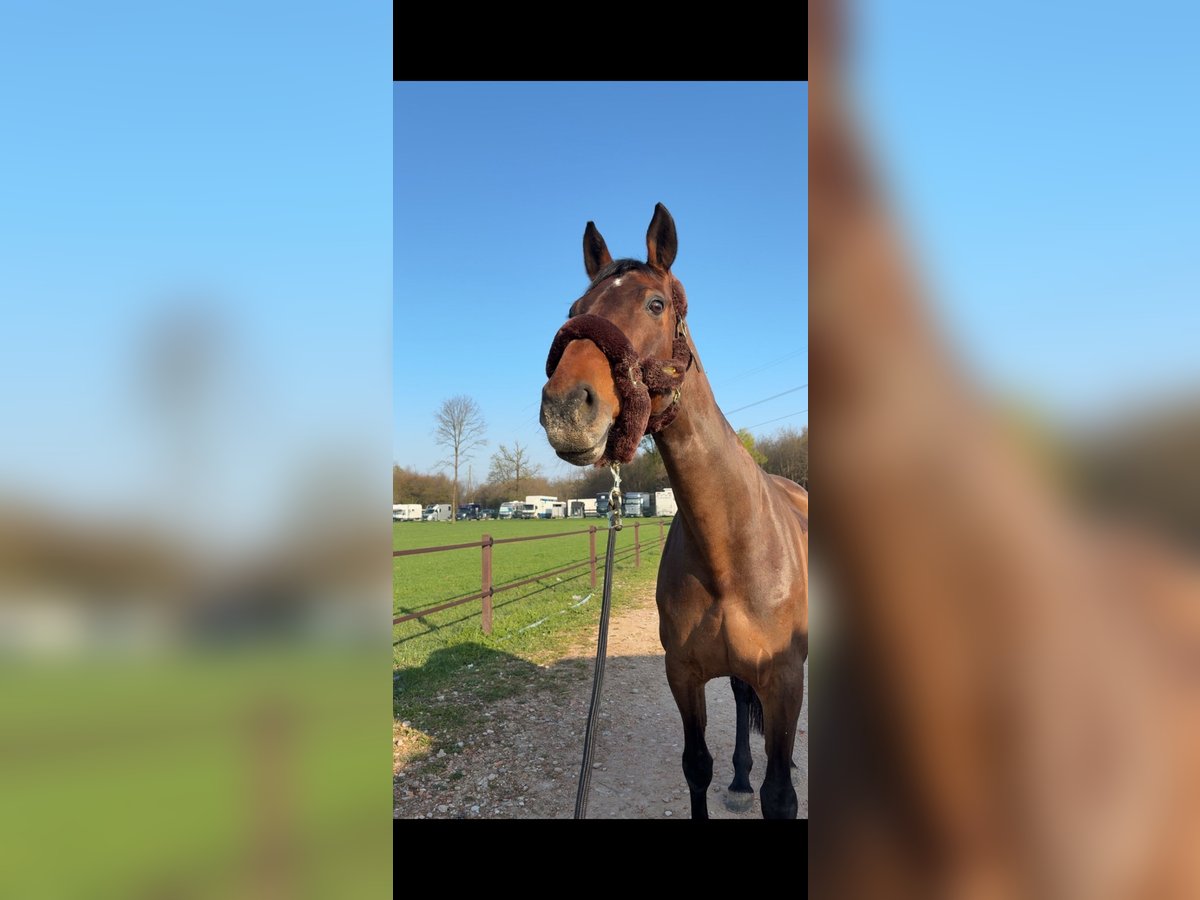 German Sport Horse Mare 15 years 16,1 hh Brown in Salzburg German Sport Horse Mare 15 years 16,1 hh Brown in Salzburg