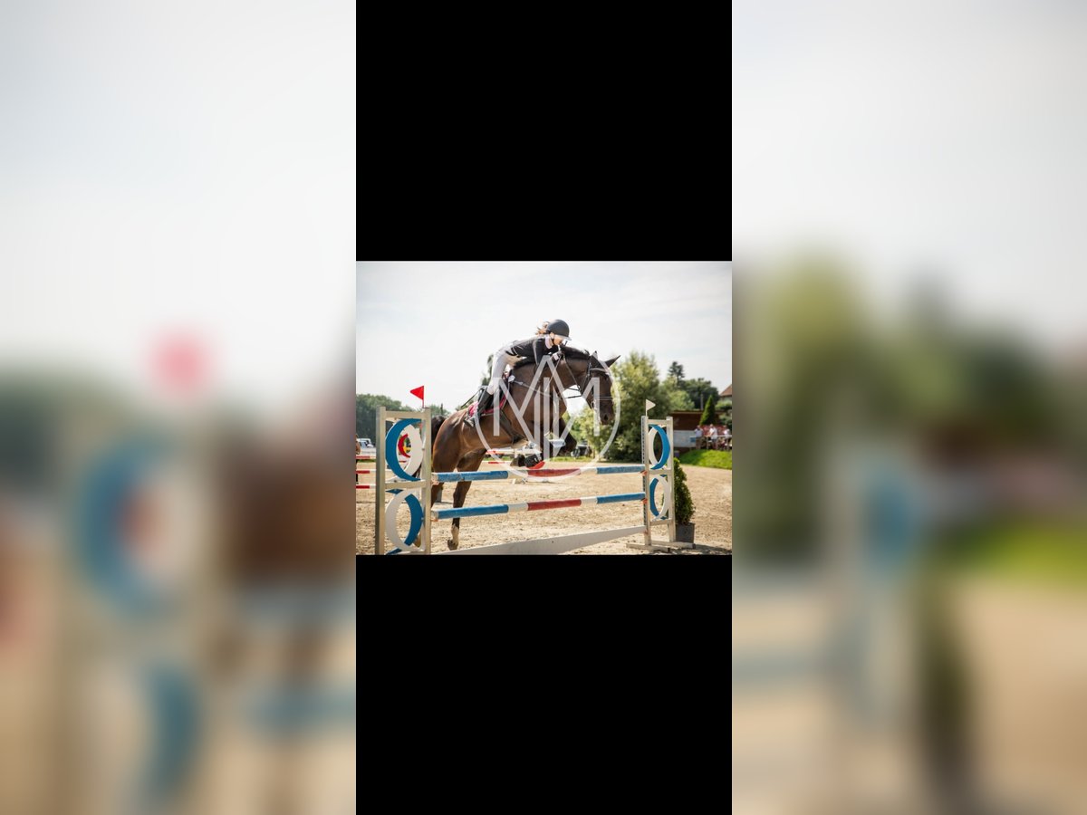 German Sport Horse Mare 15 years 17 hh Bay-Dark in Heilbad Heiligenstadt