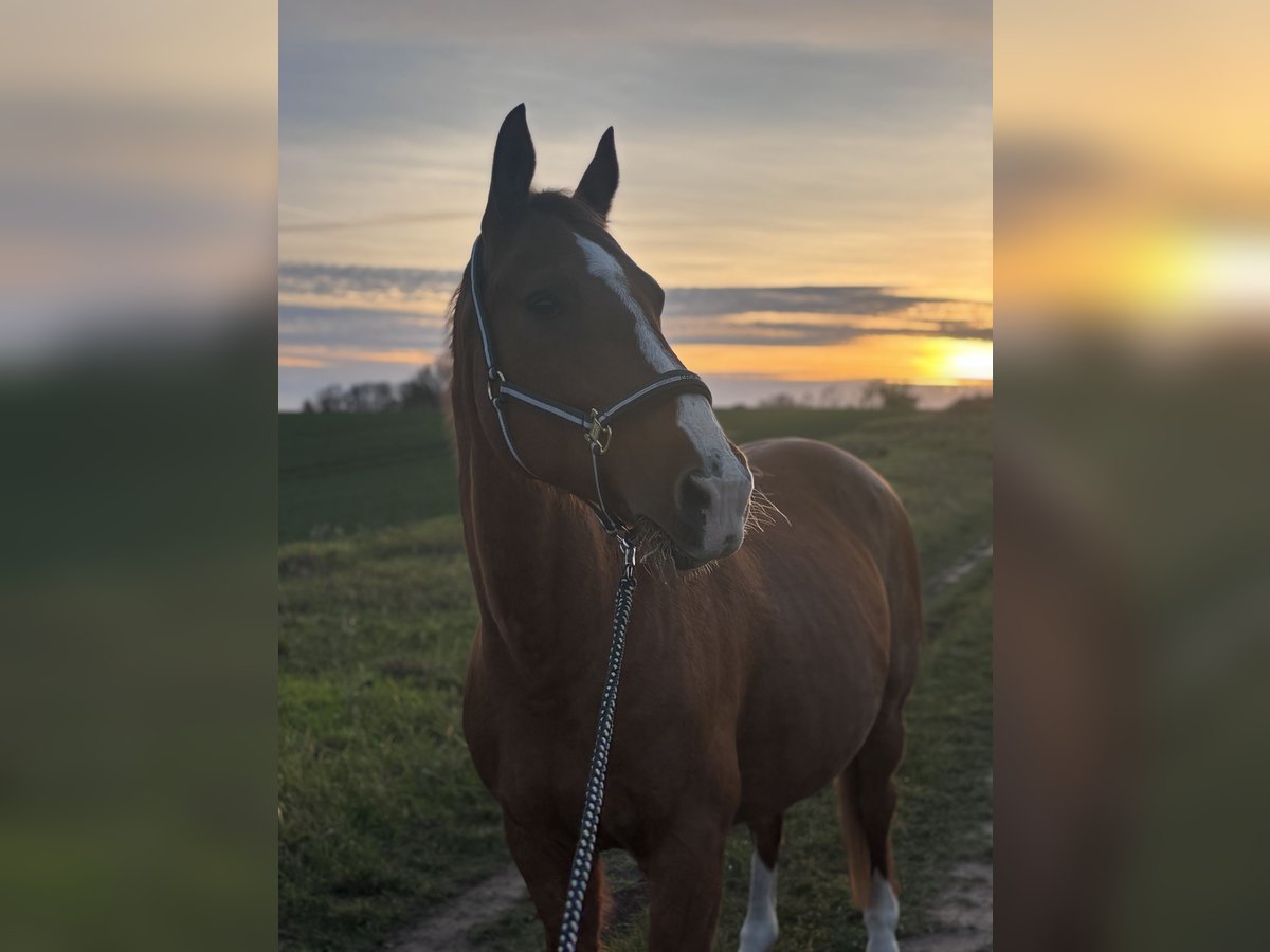 German Sport Horse Mare 18 years 16,1 hh Chestnut-Red in Ketzin