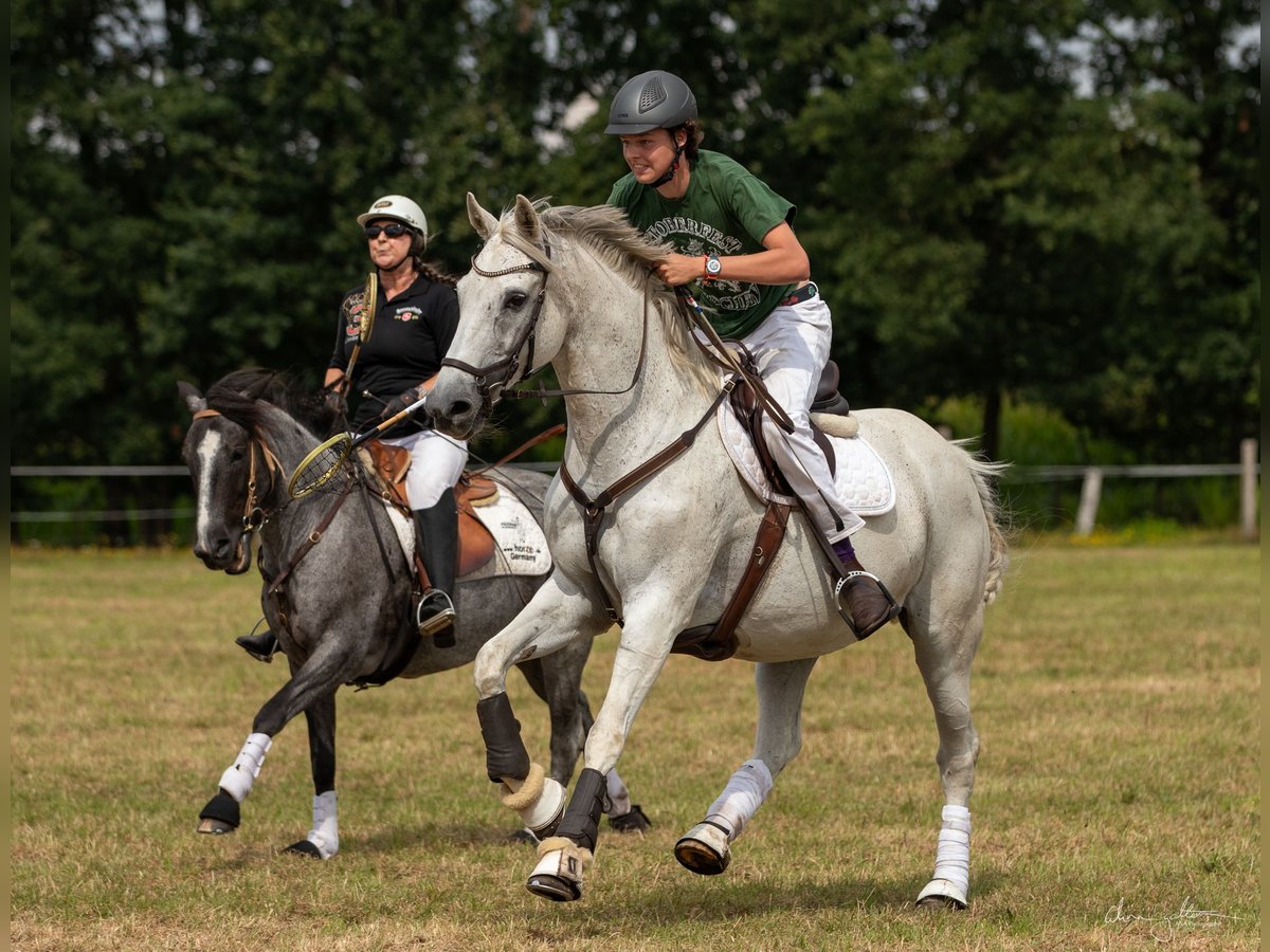 German Sport Horse Mare 19 years 16 hh Gray in Eldingen