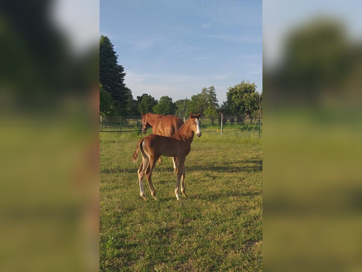 German Sport Horse Mare 19 years in Lanz
