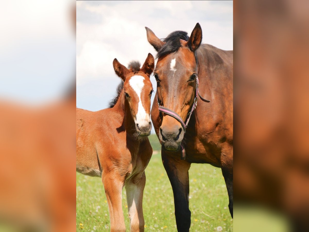 German Sport Horse Mare 19 years Brown in Neverin