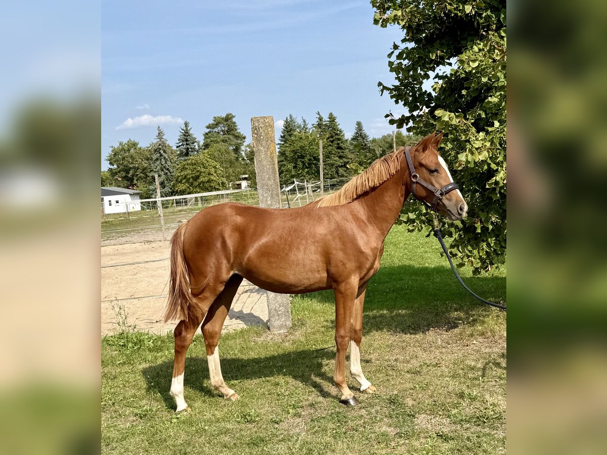 German Sport Horse Mare 1 year 13 hh Chestnut-Red in Mockrehna