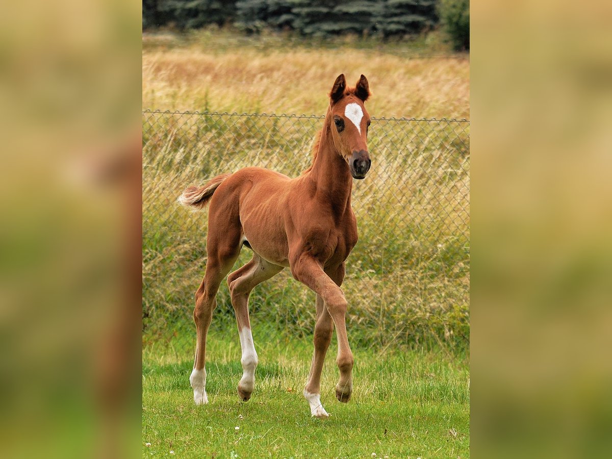 German Sport Horse Mare 1 year 16,2 hh Chestnut in Dornburg-Camburg