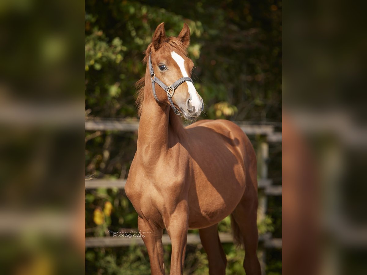 German Sport Horse Mare 1 year 16 hh Chestnut-Red in Dahlen German Sport Horse Mare 1 year 16 hh Chestnut-Red in Dahlen