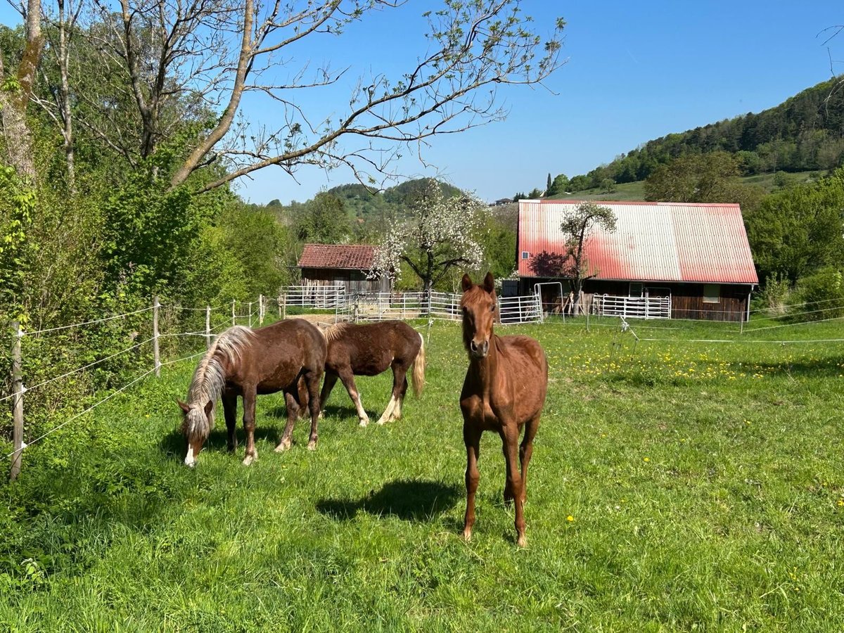 German Sport Horse Mare 1 year 16,1 hh Chestnut-Red in Beuren