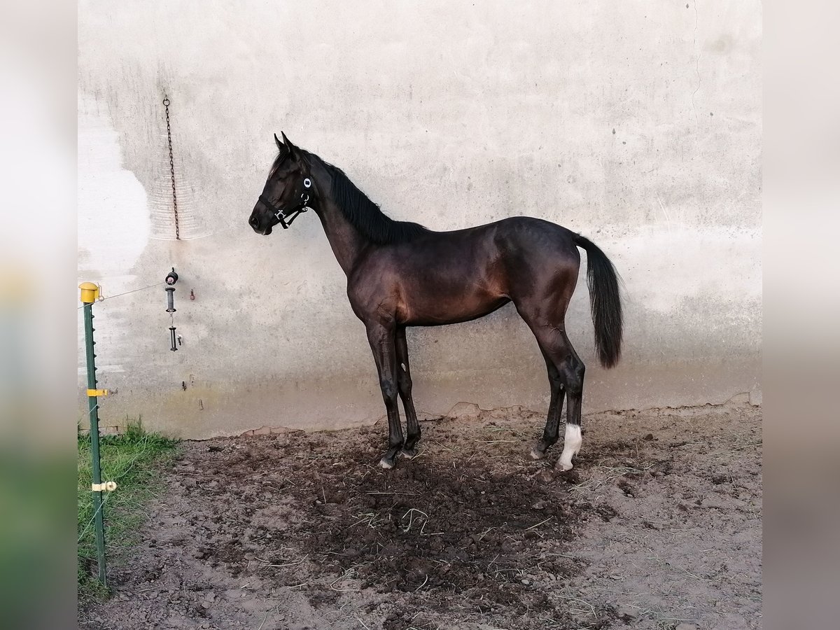German Sport Horse Mare 1 year 16,2 hh Black in Beilrode