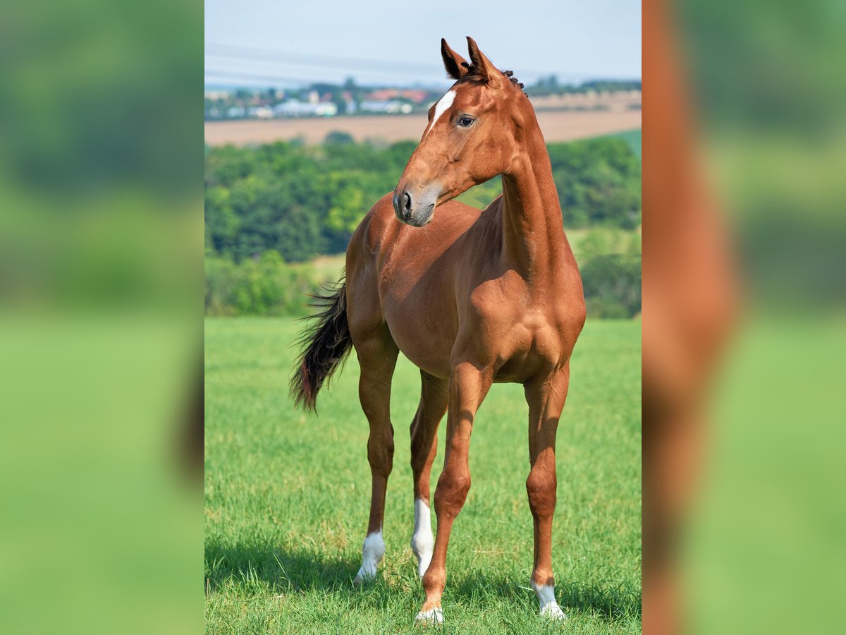 German Sport Horse Mare 1 year 16,2 hh Chestnut in Dornburg-Camburg