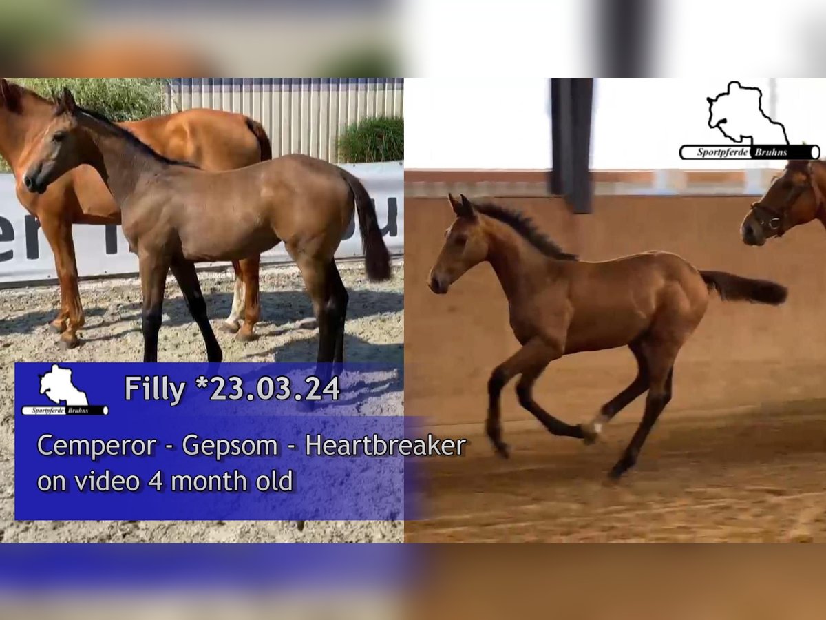 German Sport Horse Mare 1 year 16,2 hh Grey in Gadow