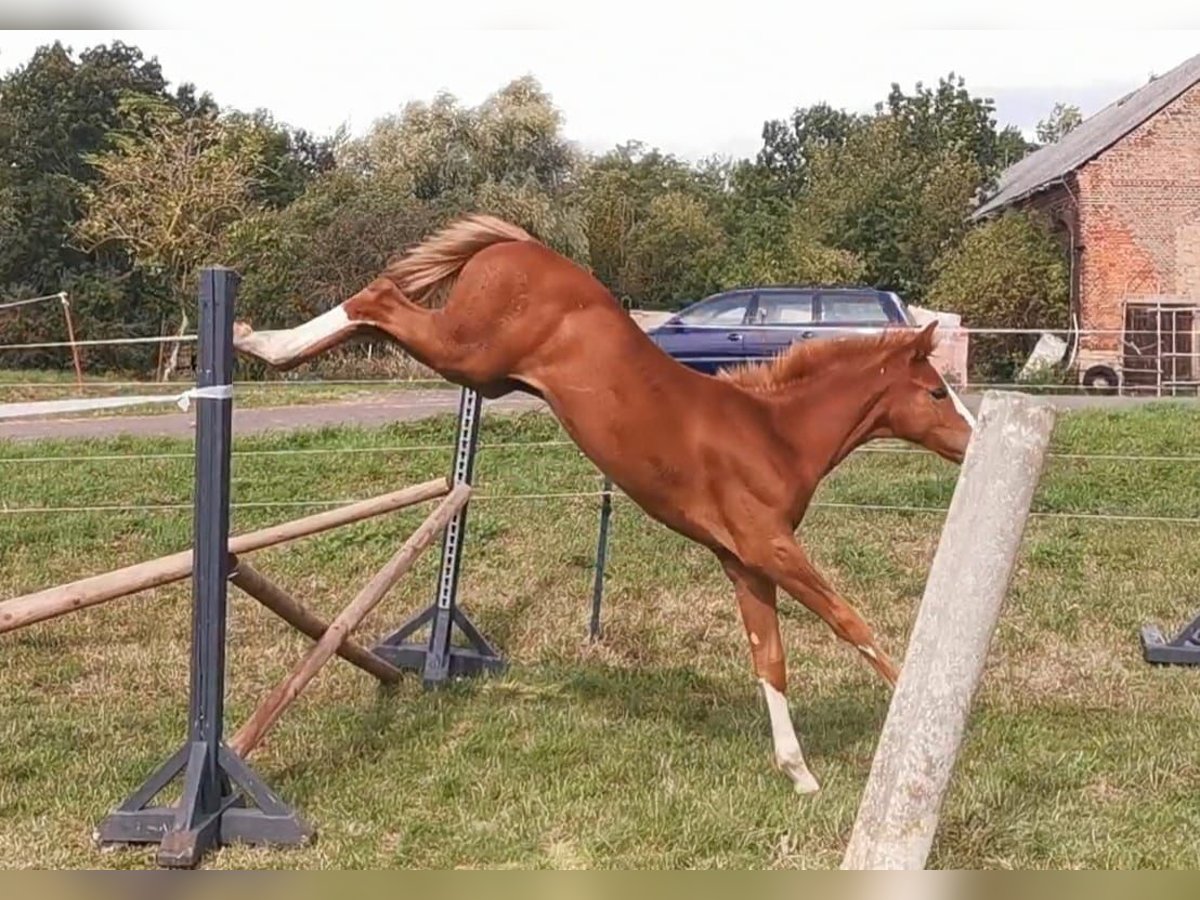 German Sport Horse Mare 1 year 16,3 hh in Zett