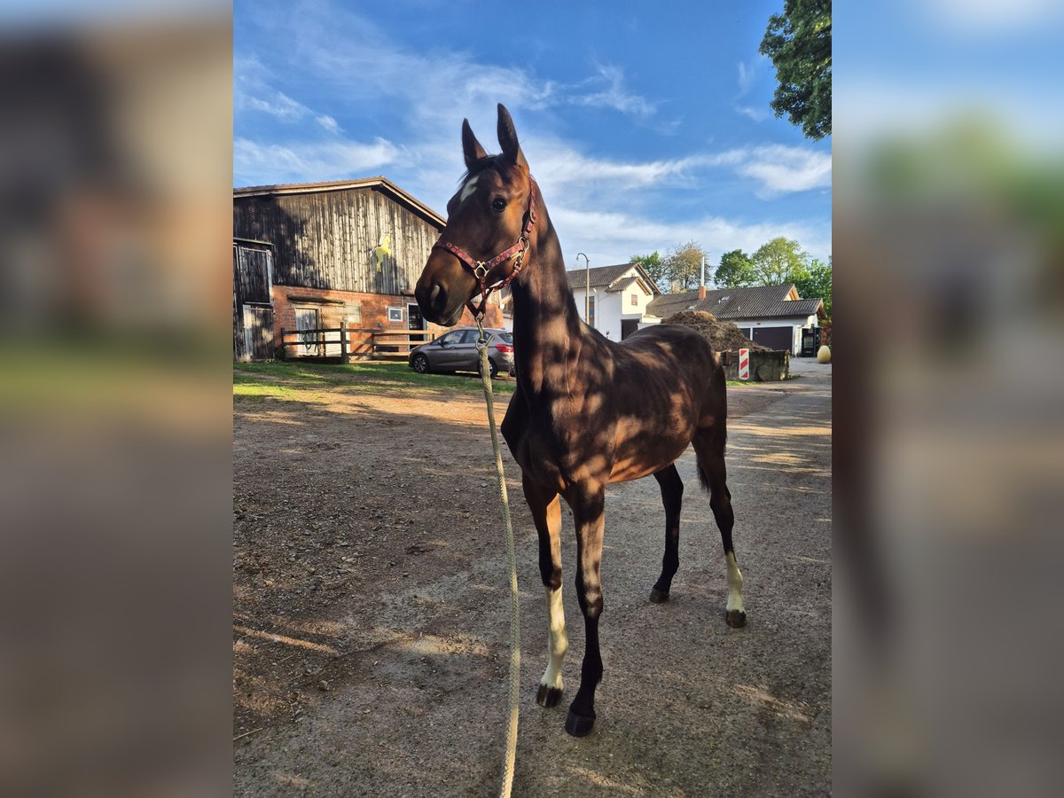 German Sport Horse Mare 1 year 17 hh Brown in Wiesloch