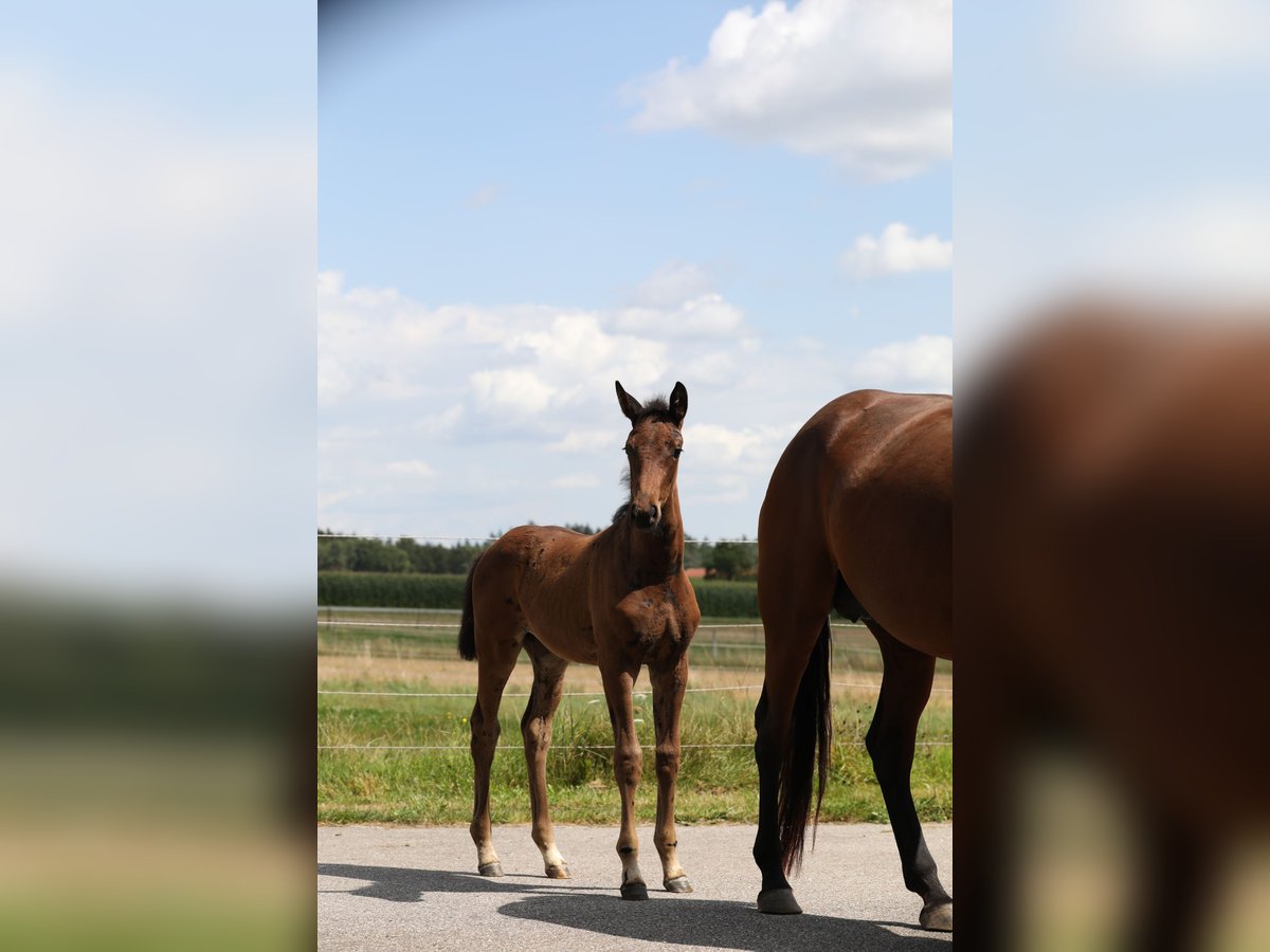 German Sport Horse Mare 1 year Bay-Dark in Postmünster