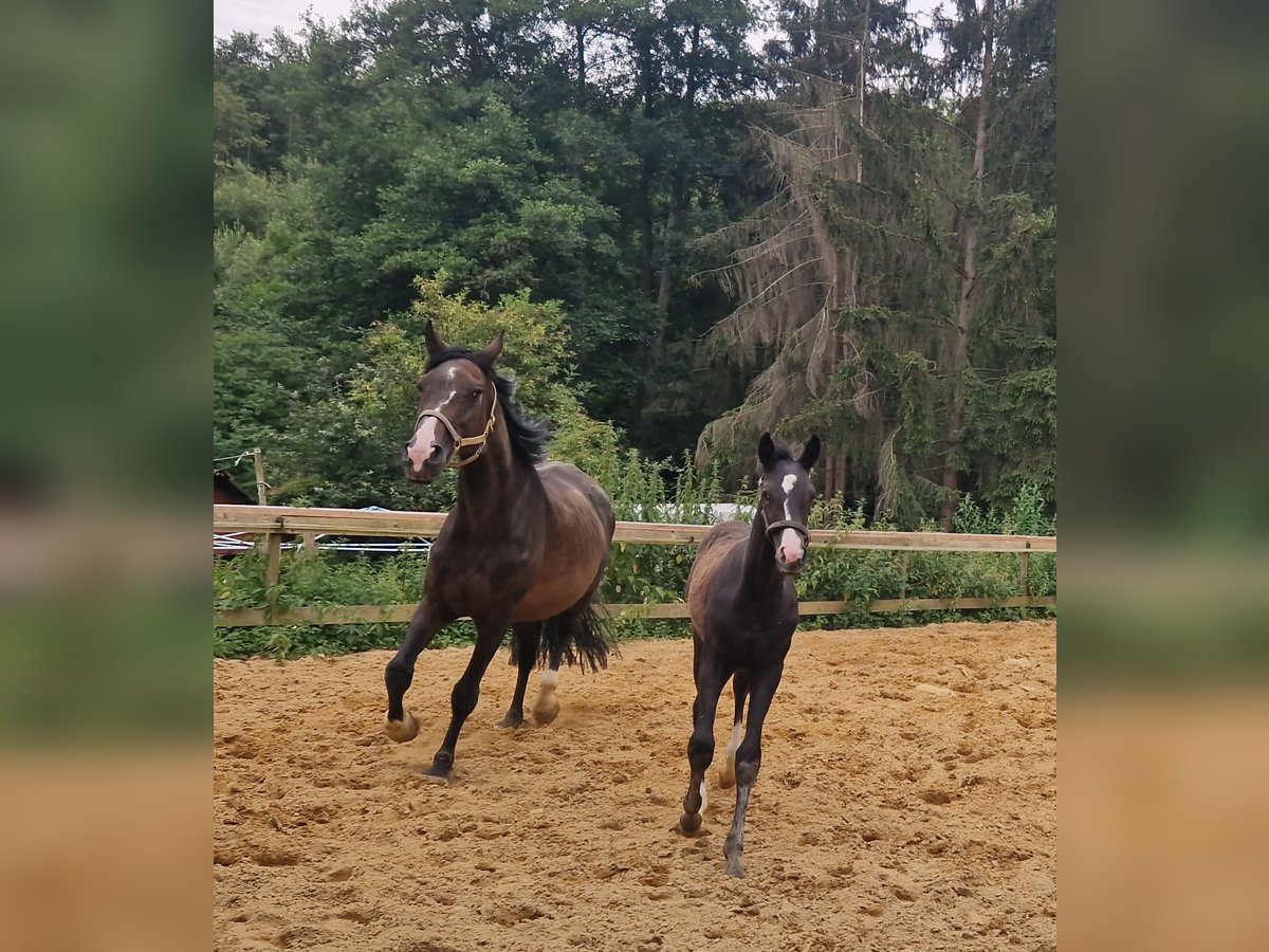 German Sport Horse Mare 1 year Bay-Dark in Schweppenhausen