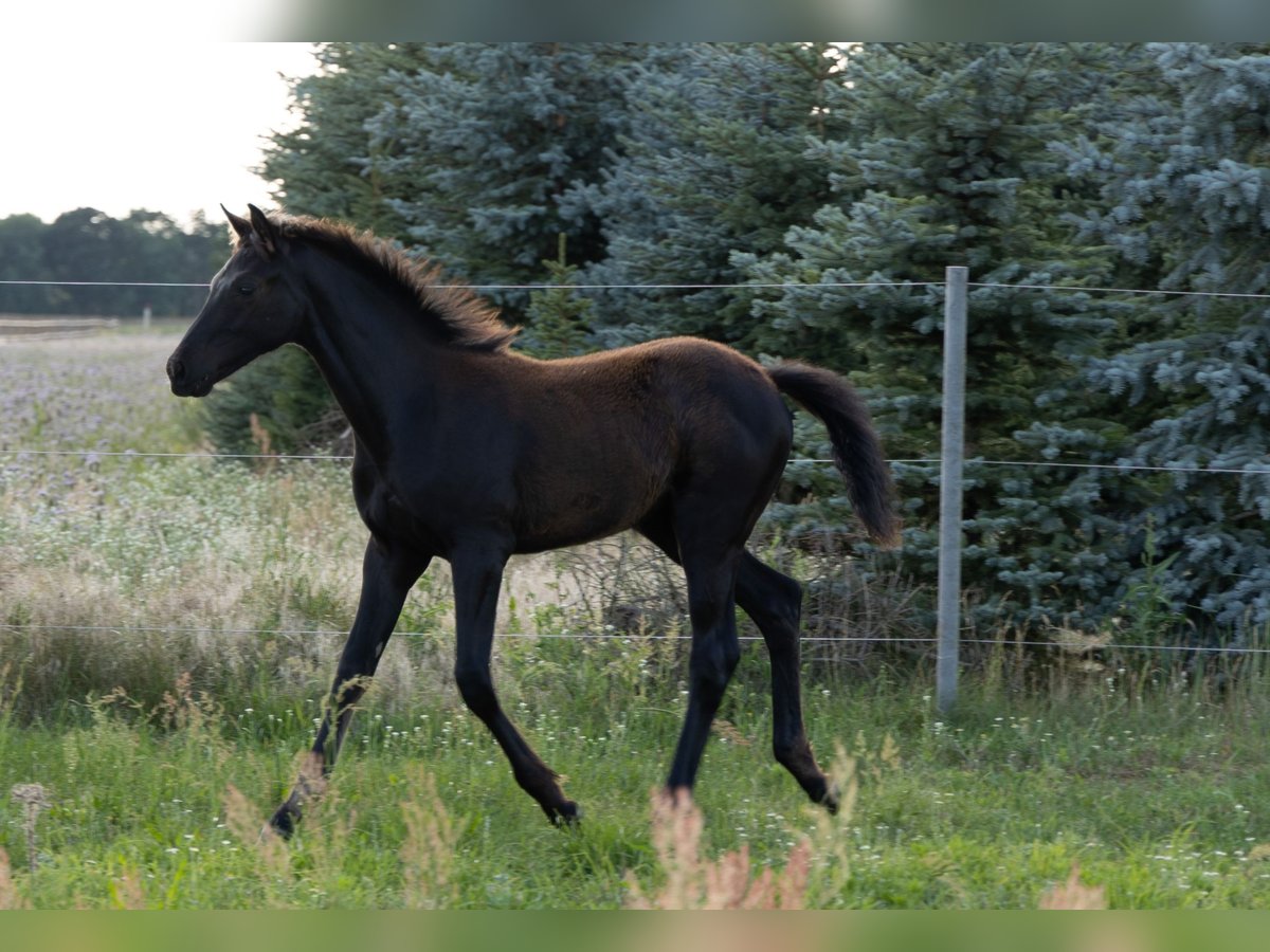 German Sport Horse Mare 1 year Black in Tangerhütte