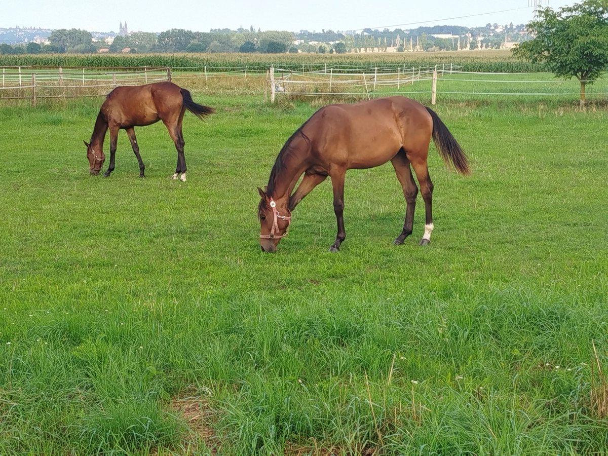 German Sport Horse Mare 1 year Brown in Weinb&#xF6;hla