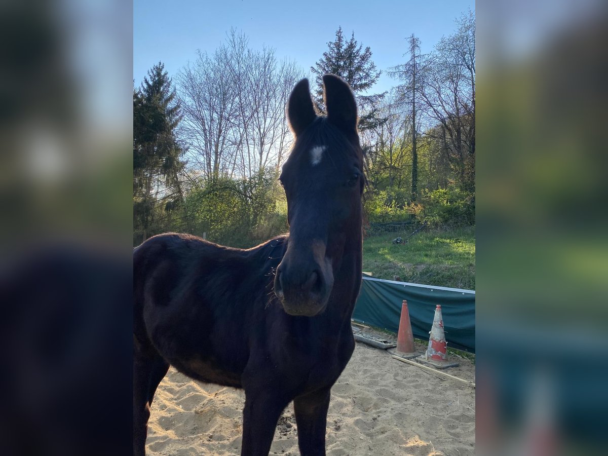 German Sport Horse Mare 1 year in Schweppenhausen