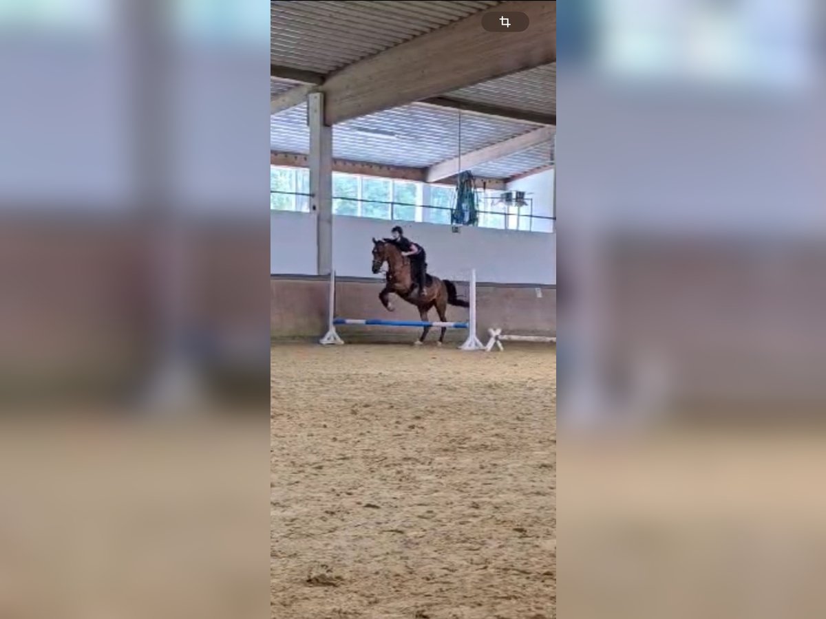 German Sport Horse Mare 21 years 16,1 hh Brown in Bedburg-Hau