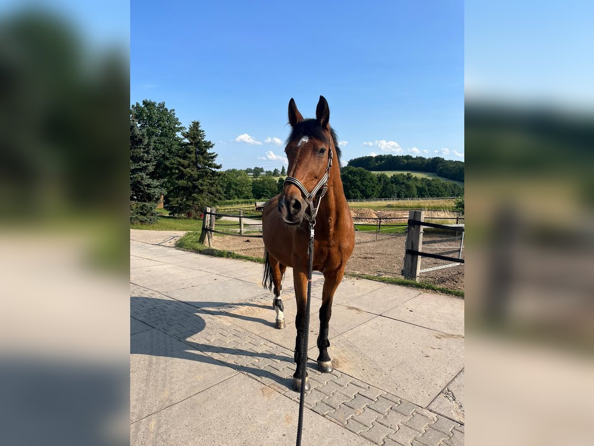 German Sport Horse Mare 21 years 16 hh Brown in DresdenDresden