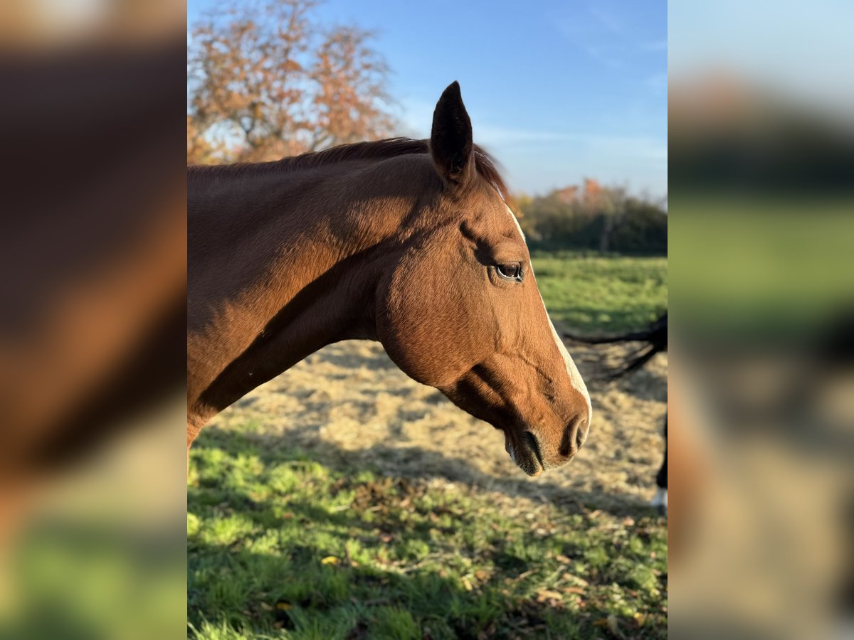 German Sport Horse Mare 21 years Chestnut-Red in Dresden
