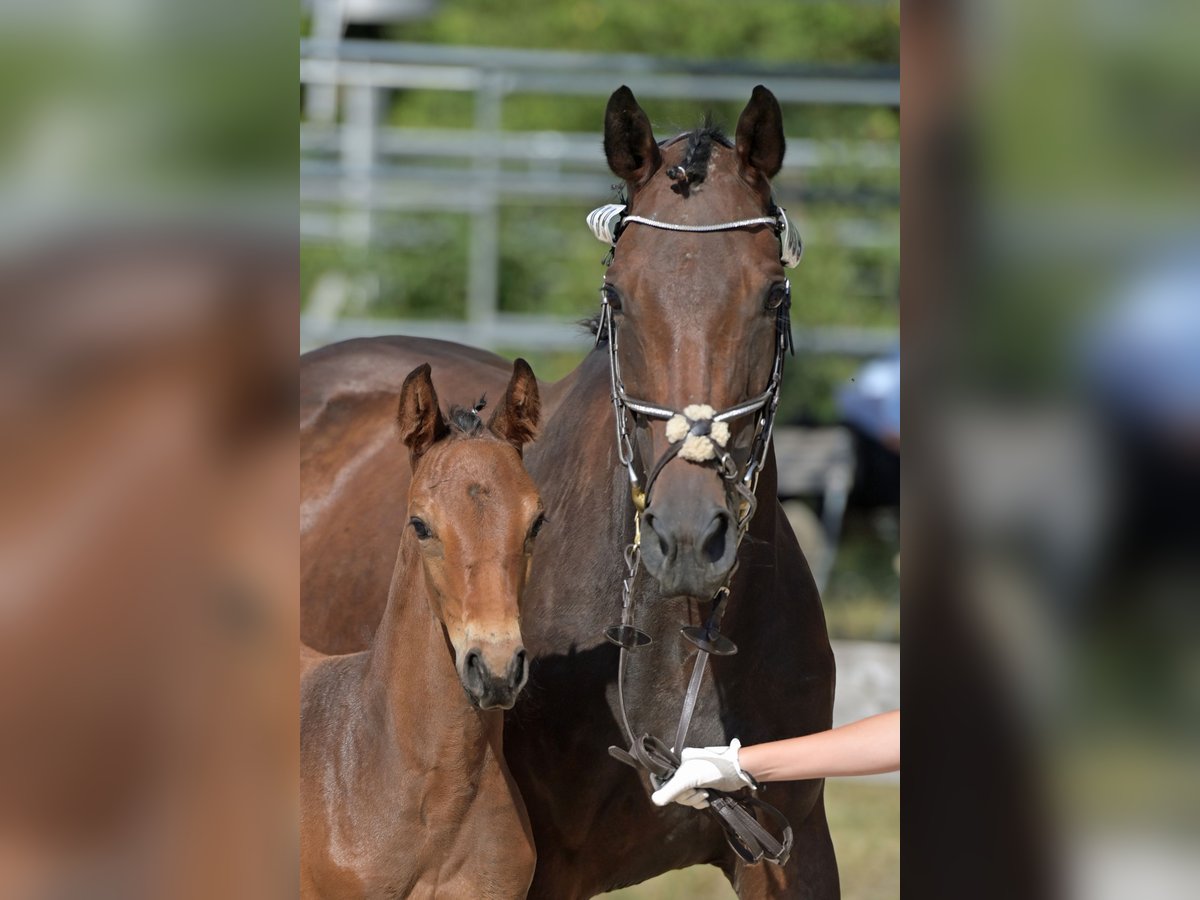 German Sport Horse Mare 2 years 15,2 hh Brown in Haunsheim