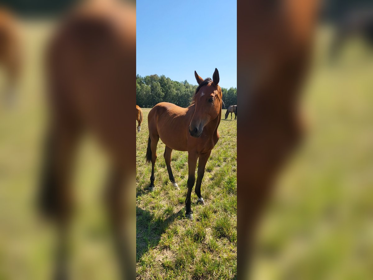 German Sport Horse Mare 2 years 15,2 hh Brown in Wysogotowo