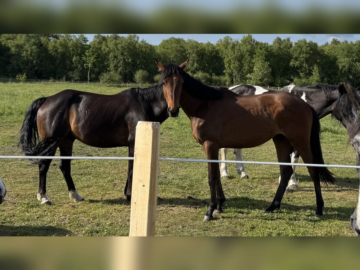 German Sport Horse Mare 2 years 15,2 hh Bay-Dark in Oldendorf