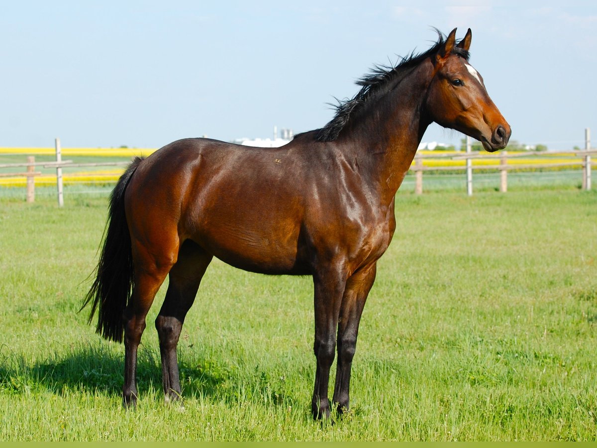 German Sport Horse Mare 2 years 15,2 hh Bay-Dark in Gromadka