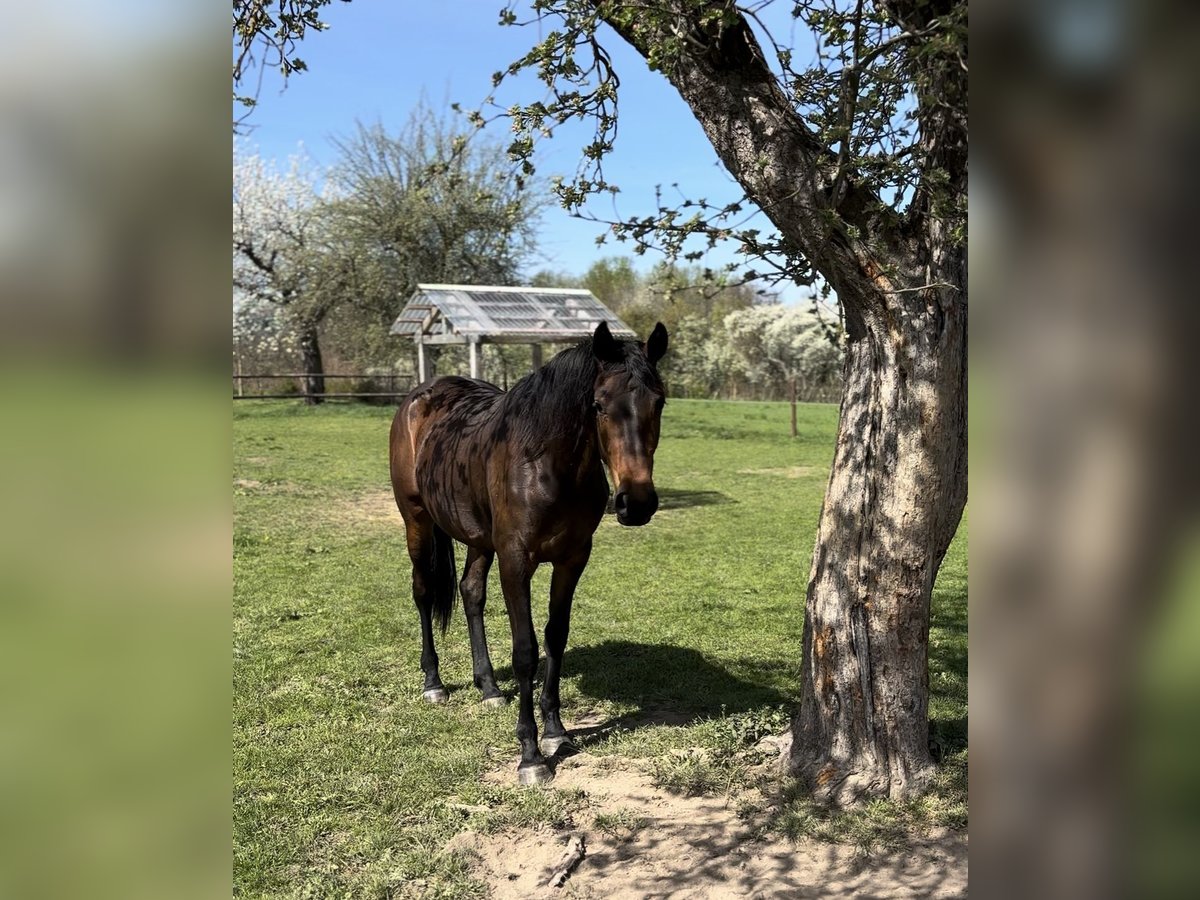 German Sport Horse Mare 2 years 16,1 hh Bay-Dark in Schm&#xF6;lln