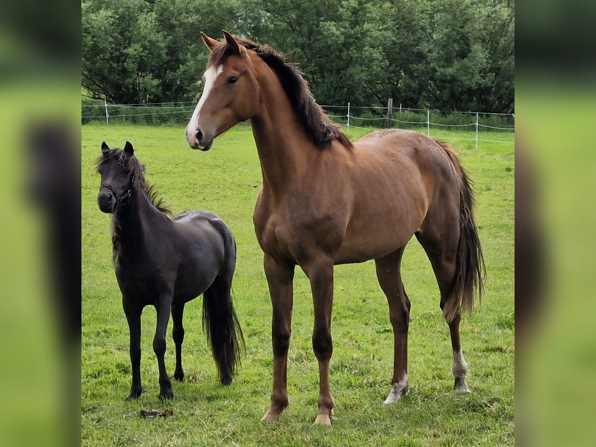German Sport Horse Mare 2 years 16,2 hh Chestnut-Red in Bad Saulgau