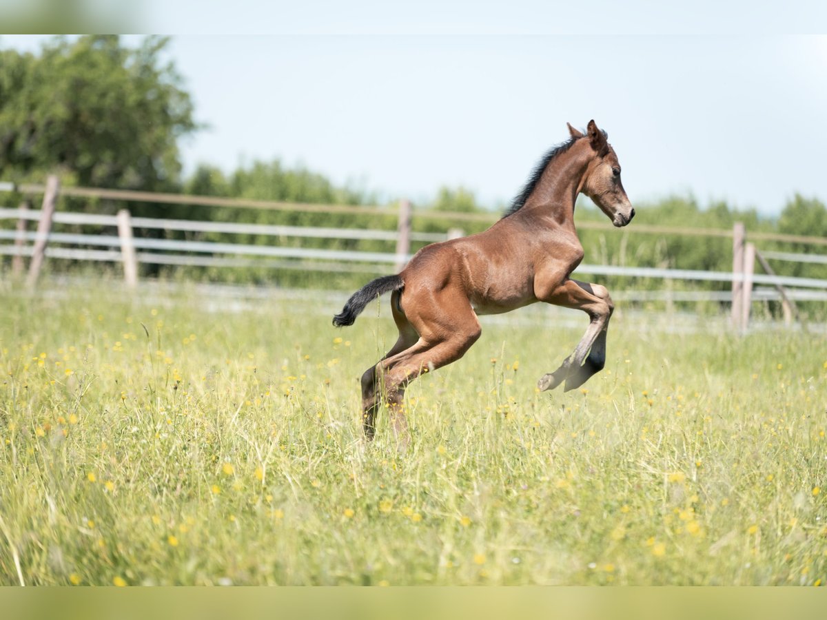 German Sport Horse Mare 2 years Brown in Rainau