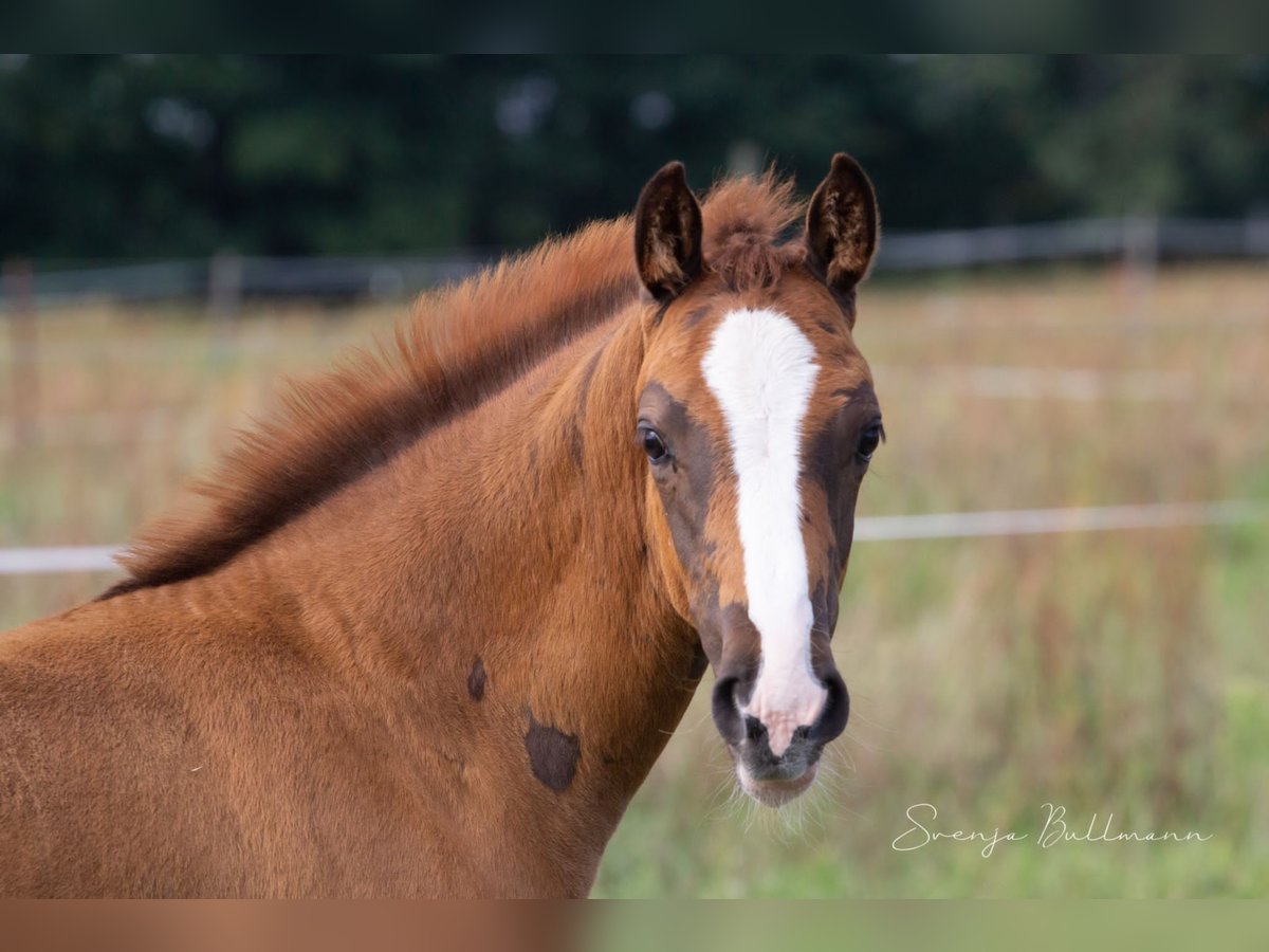 German Sport Horse Mare 3 years 15,1 hh Chestnut in Rehagen