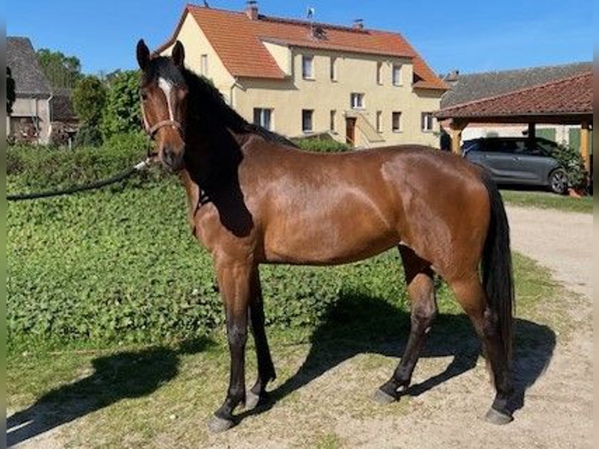 German Sport Horse Mare 3 years 15,3 hh Brown in Buckautal