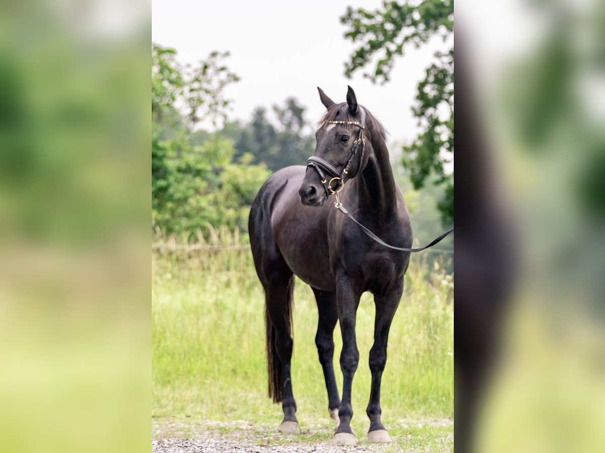 German Sport Horse Mare 3 years 15,3 hh Smoky-Black in Kraiburg am Inn