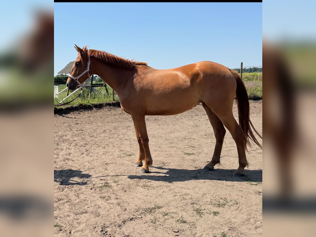 German Sport Horse Mare 3 years 15,2 hh Chestnut-Red in Nauen