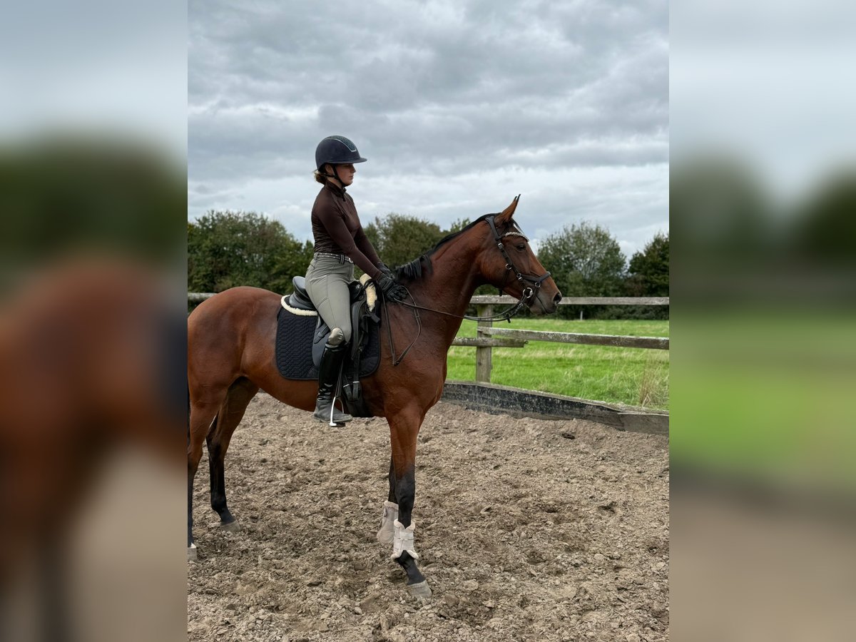 German Sport Horse Mare 3 years 16,1 hh Brown in L&#xFC;dinghausen