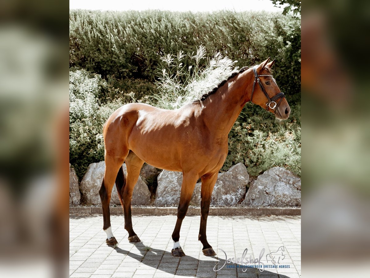 German Sport Horse Mare 3 years 16,1 hh Brown in Oberstadion
