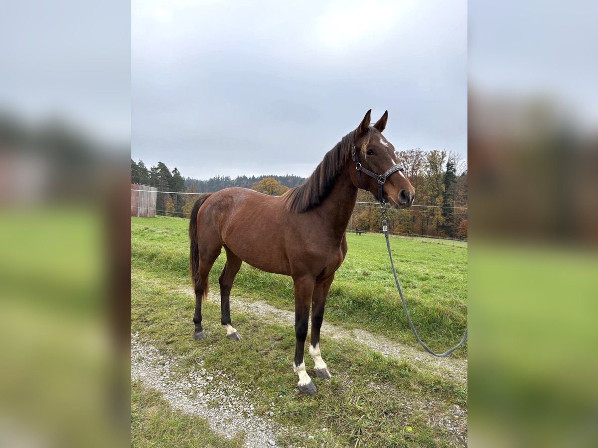 German Sport Horse Mare 3 years 16,1 hh Brown in Fichtenberg