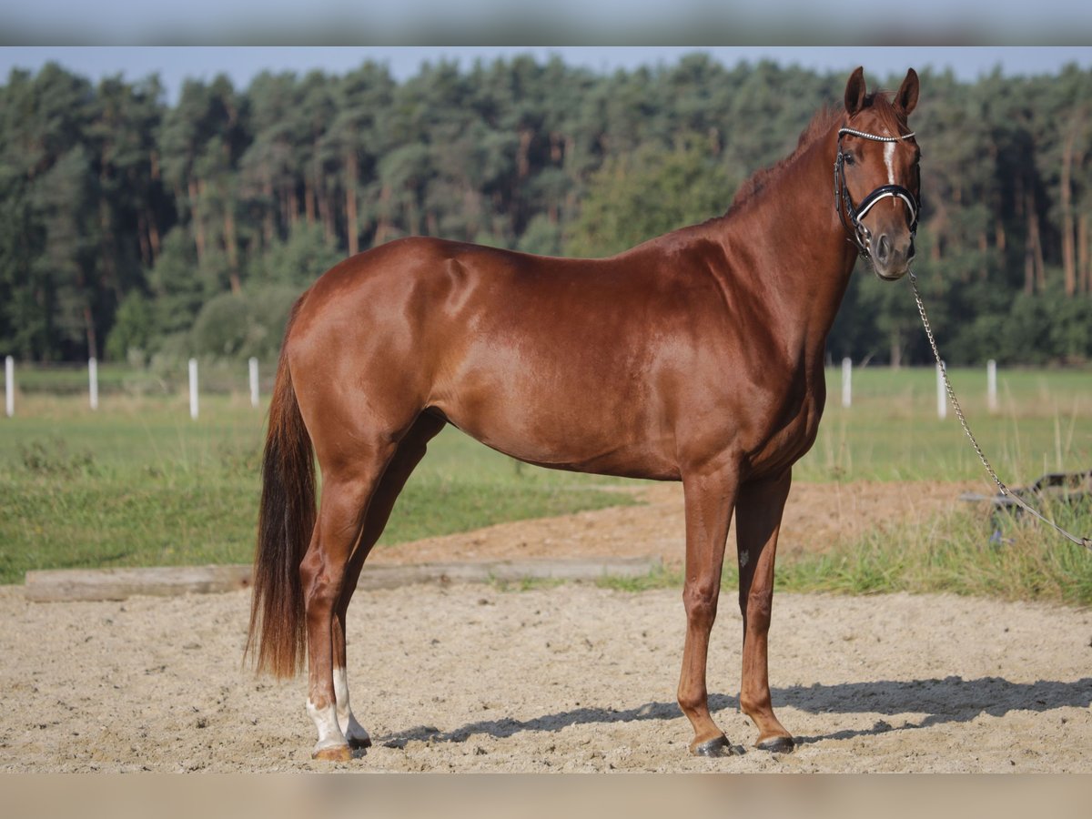 German Sport Horse Mare 3 years 16,1 hh Chestnut-Red in Wilhermsdorf