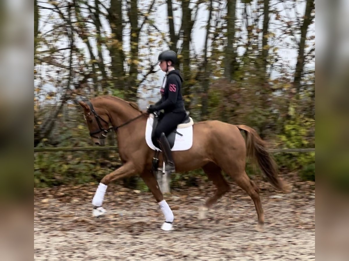 German Sport Horse Mare 3 years 16,1 hh Chestnut-Red in Ubstadt-Weiher