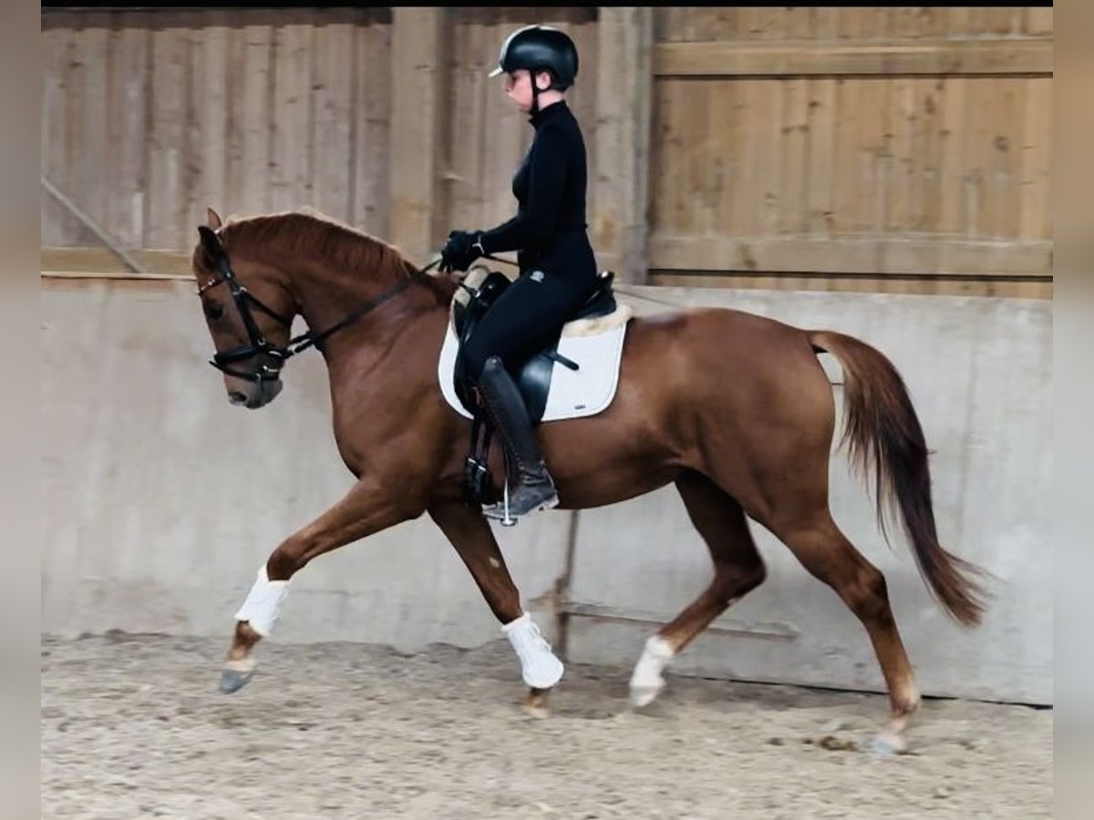 German Sport Horse Mare 3 years 16,1 hh Chestnut-Red in Ubstadt-Weiher