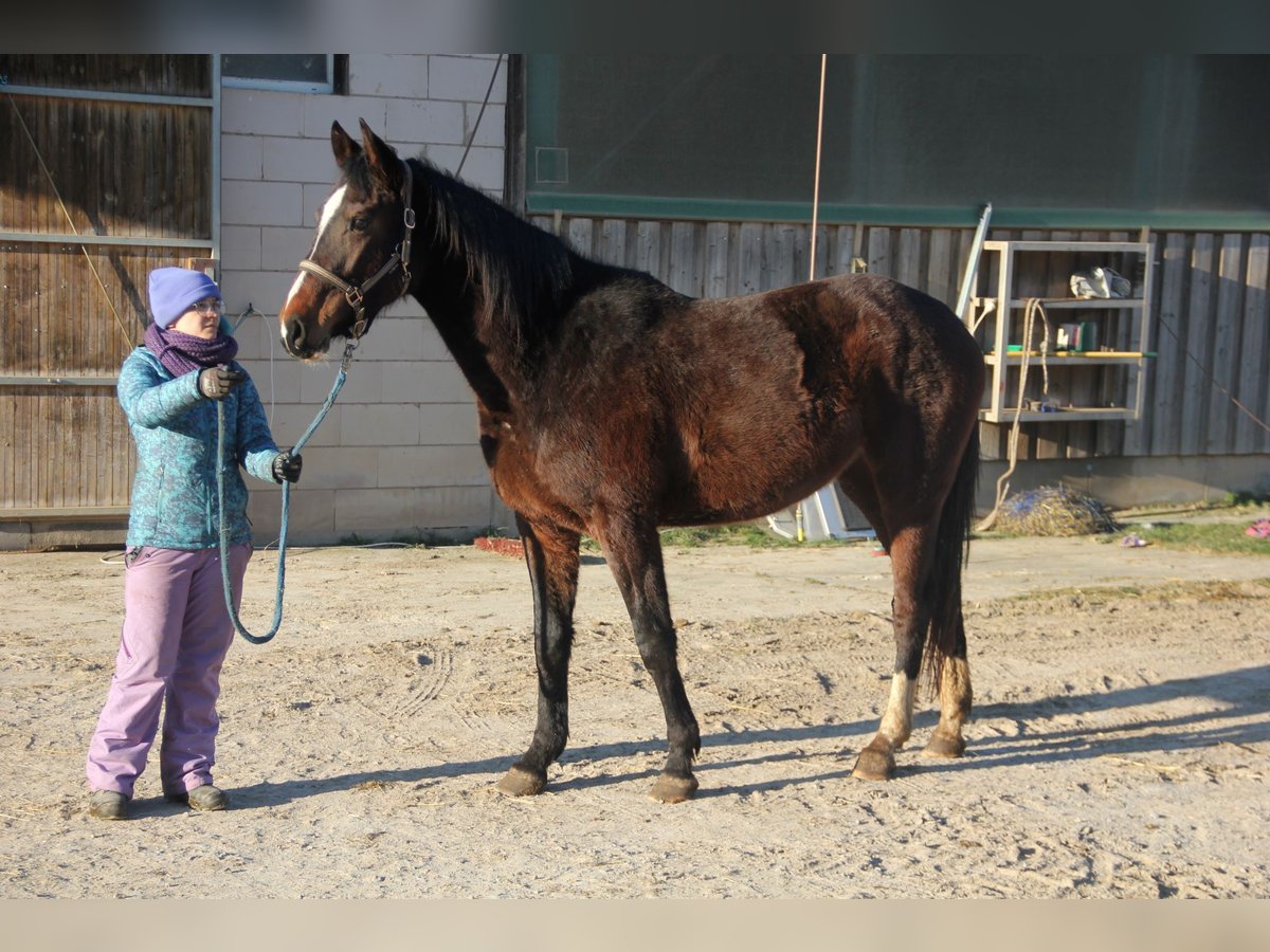 German Sport Horse Mare 3 years 16,2 hh Bay-Dark in Buchen